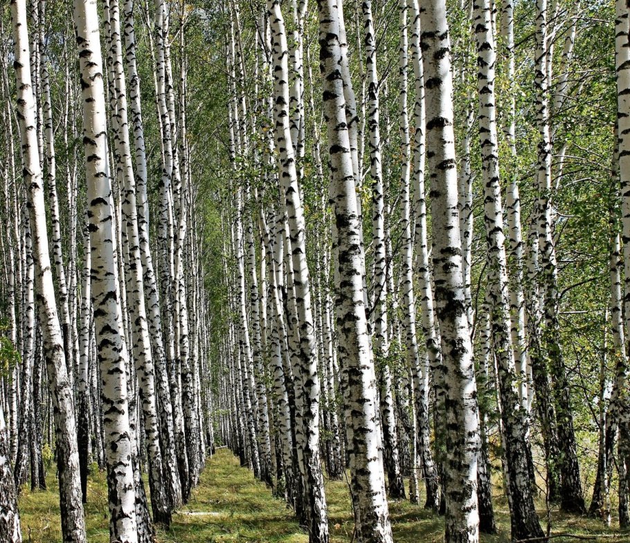 Береза Даурская черная