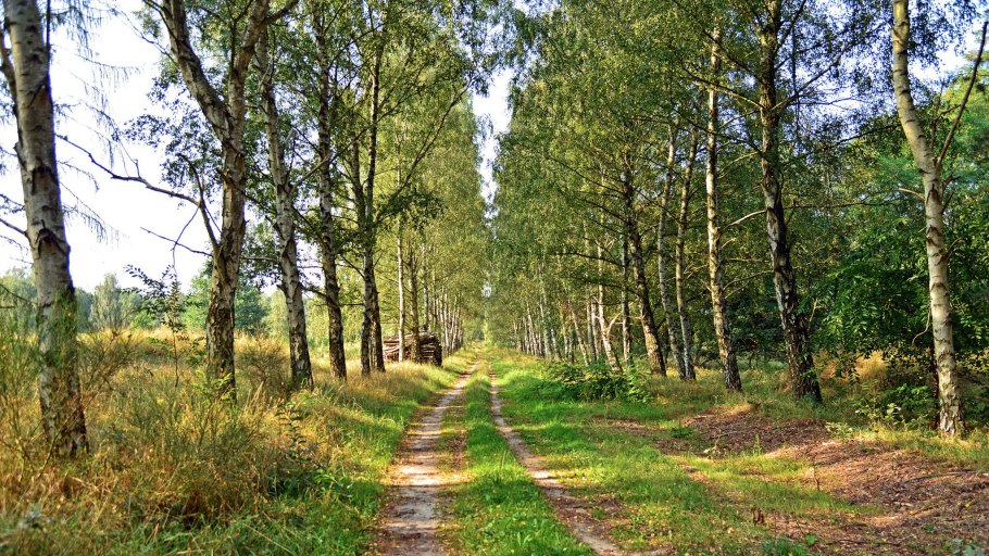 Берёзовая роща красноуфимск