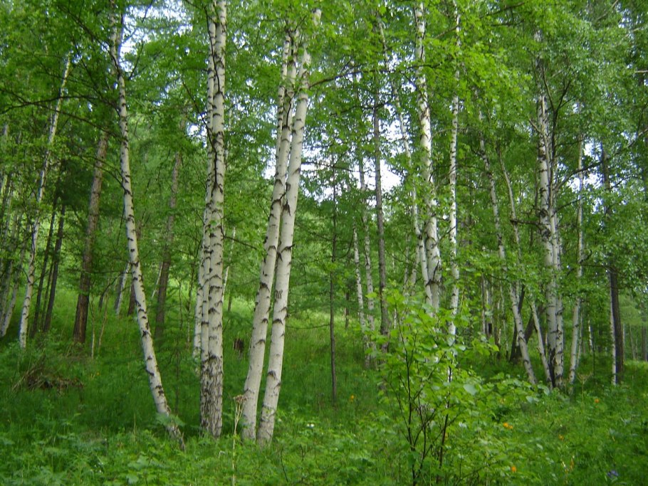 Березовая роща Абрамовская