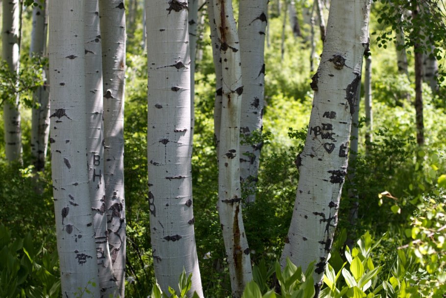 Береза максимовича