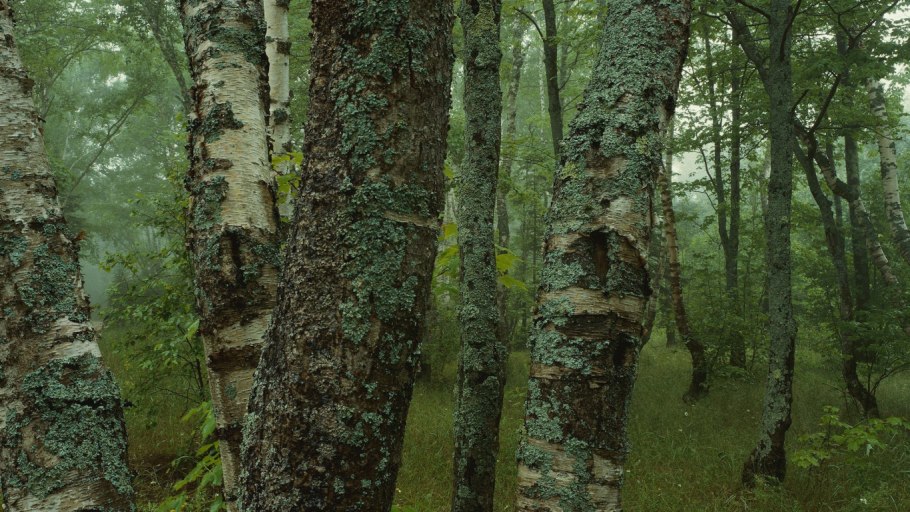Карельская береза лес