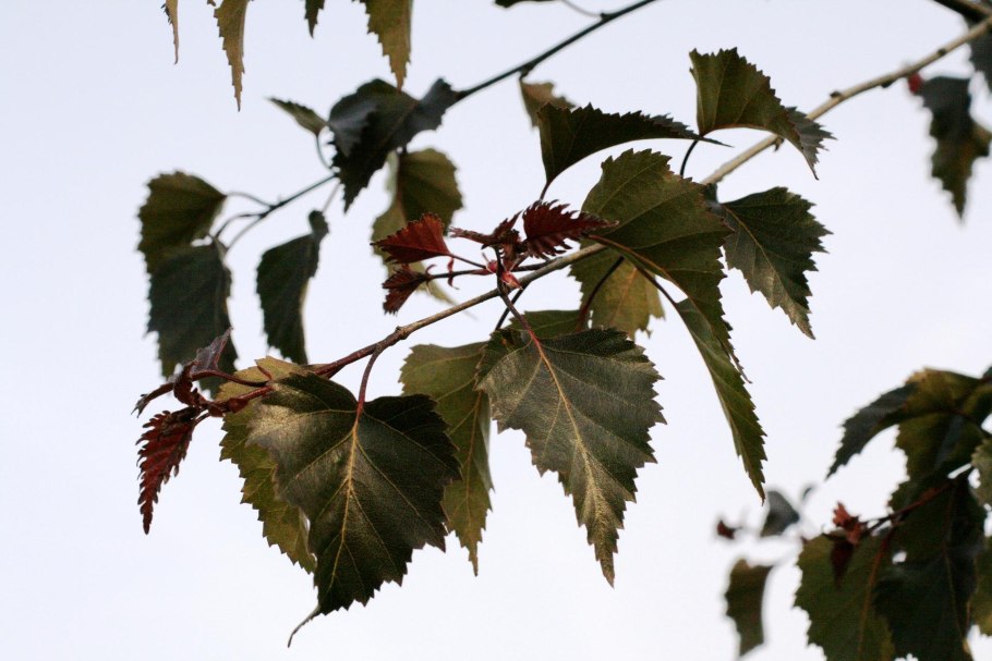 Betula pendula purpurea