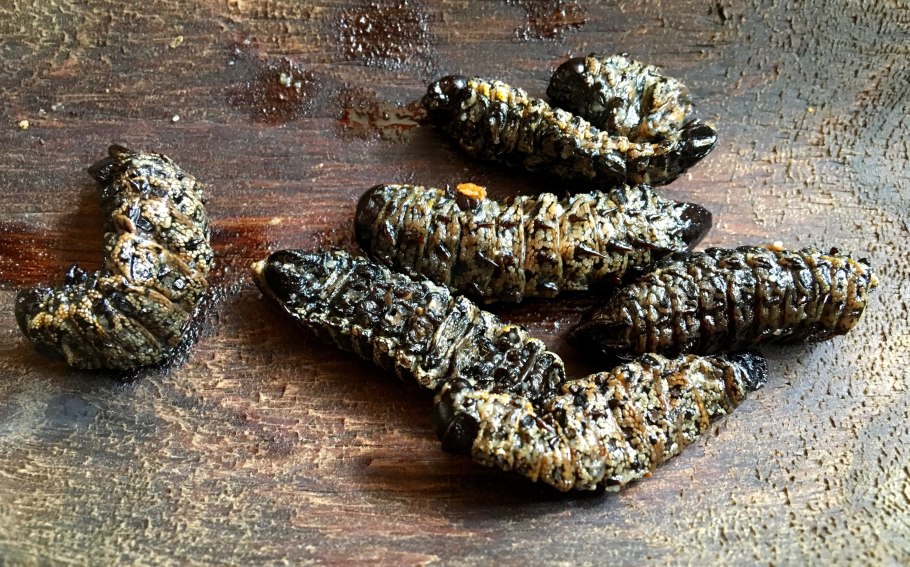 Гусеницы мопане Африка