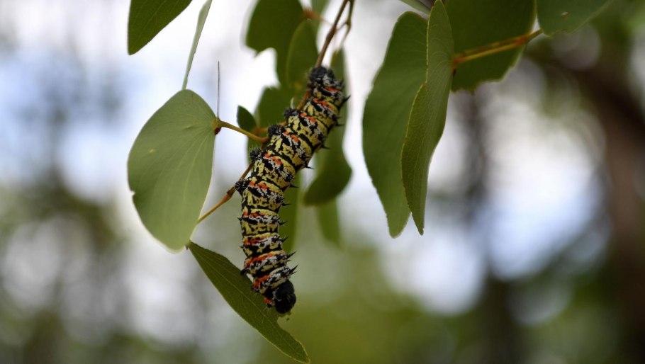 Ботсвана гусеницы мопане