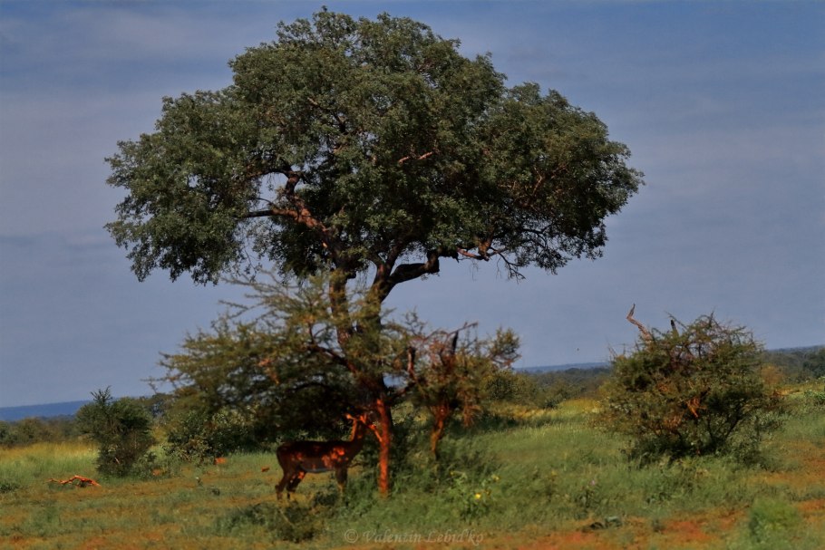 Национальный парк Крюгера Южная Африка мопане