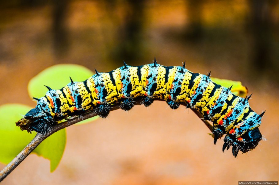 Дерево мопане семена