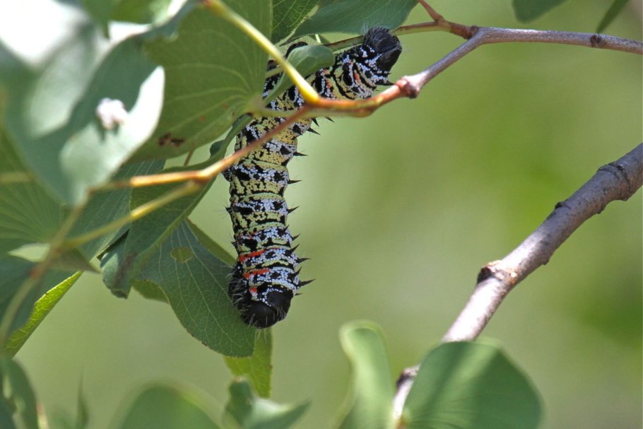 Миомбо Африка