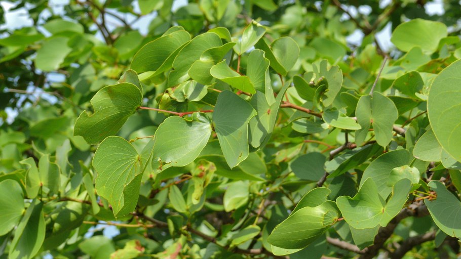 Мопани дерево