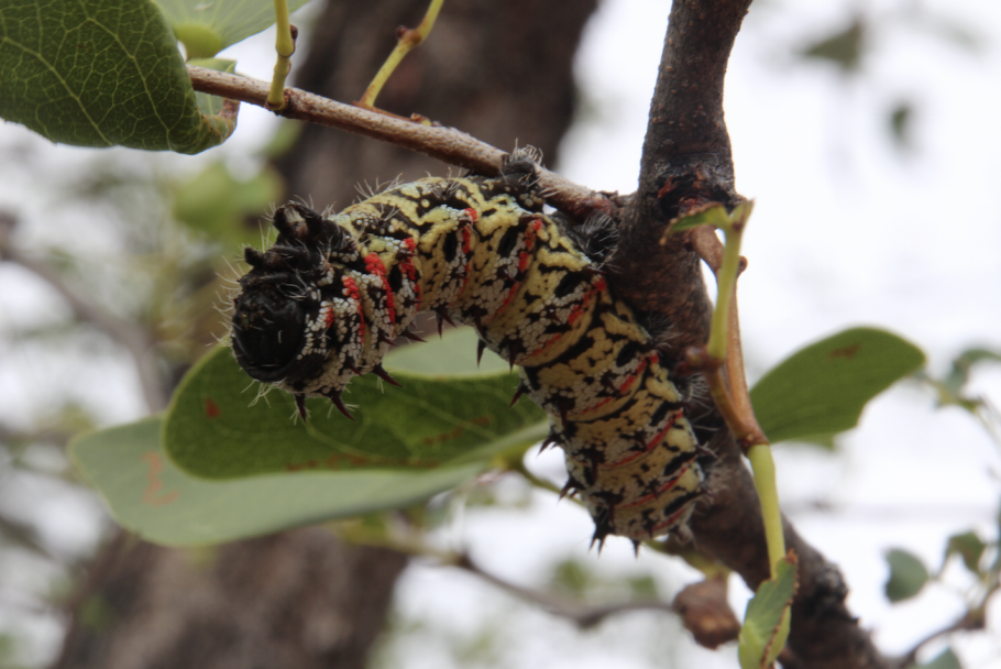 Ботсвана гусеницы мопане