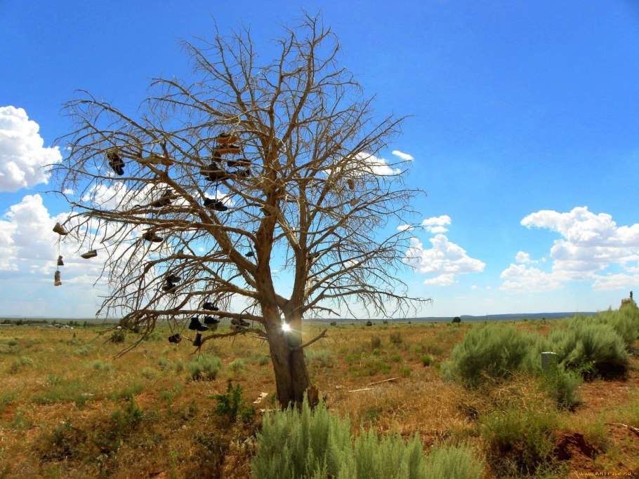 Сухие леса Миомбо и мопане