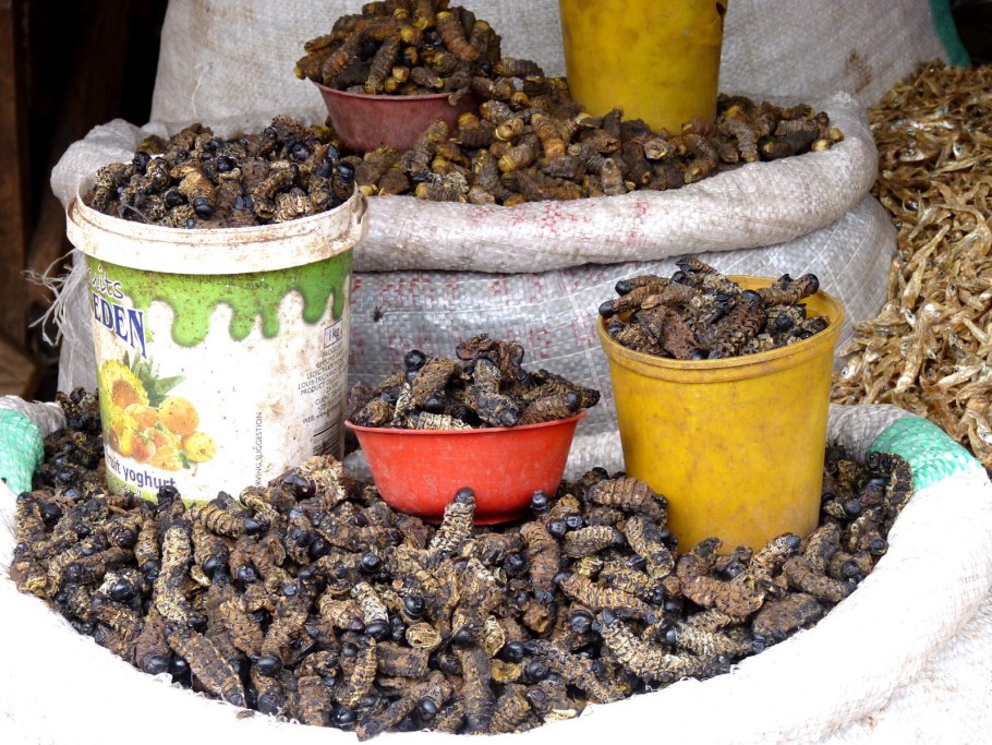 Гусеницы мопане Африка