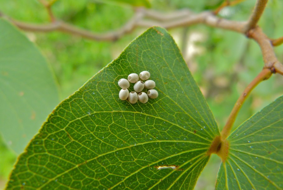Что делают в Африке с червячками мопани