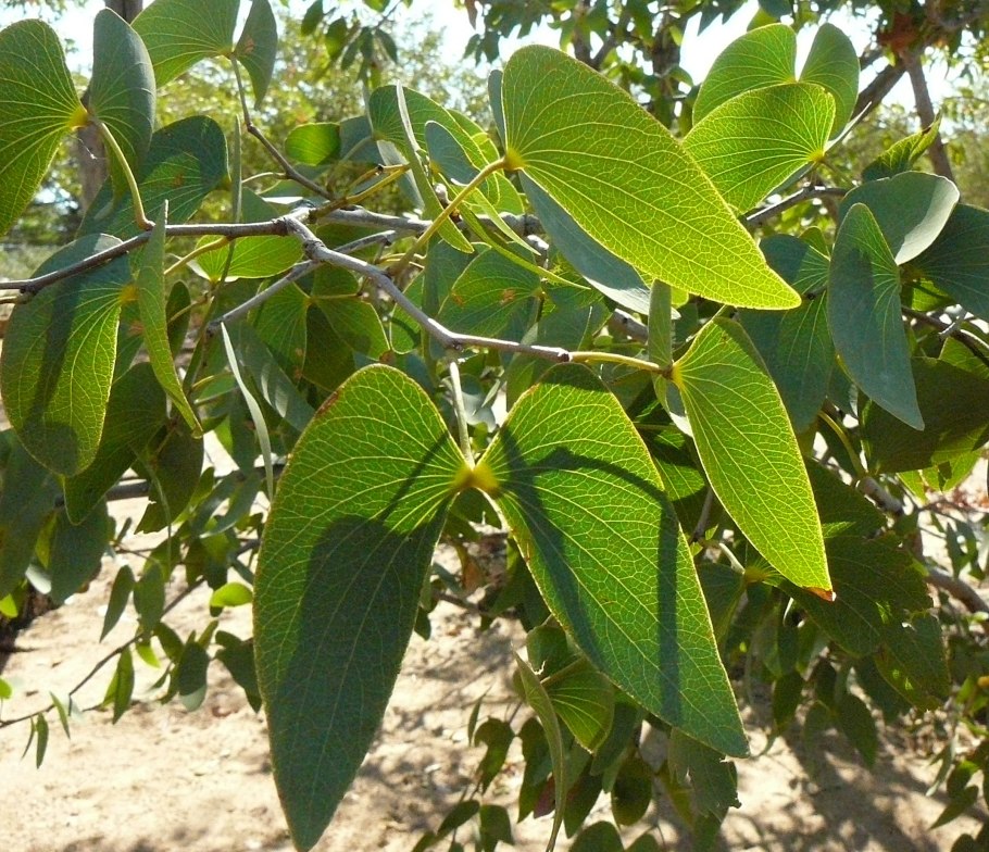 Colophospermum Mopane