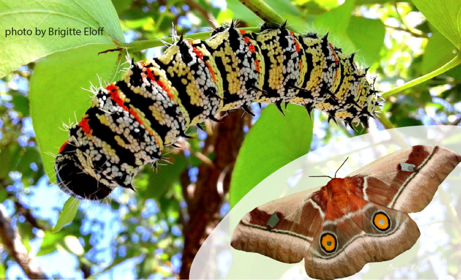 Colophospermum Mopane