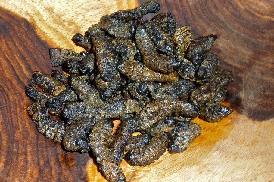 Кустарниковая поросль мопане