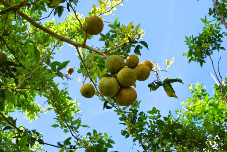 Aegle Marmelos дерево