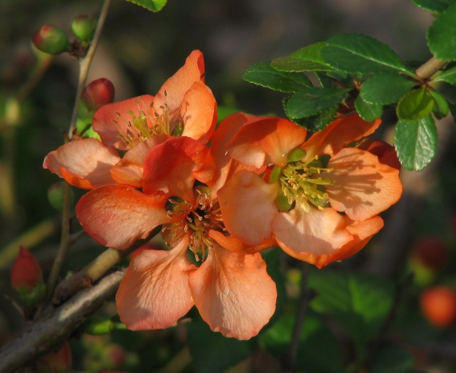 Баиль фрукт серый на белом фоне