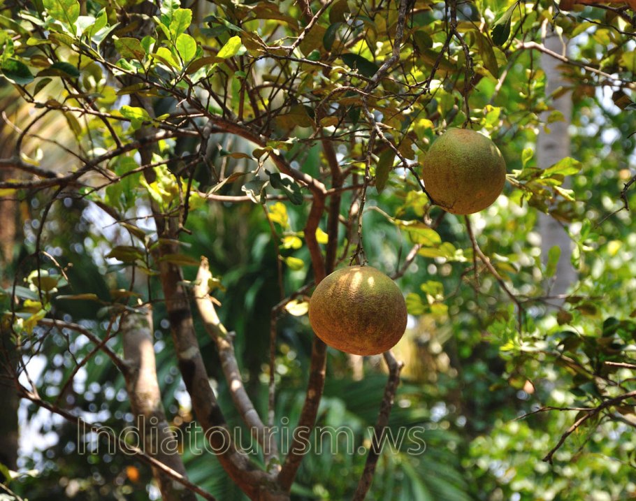 Цветок бильвы