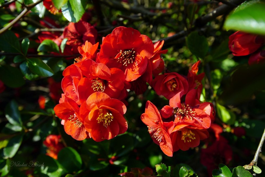 Айва великолепная Николайн