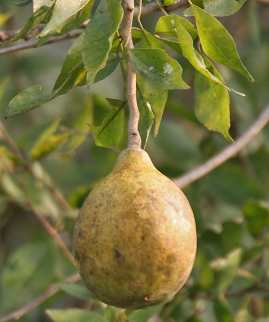 Aegle Marmelos