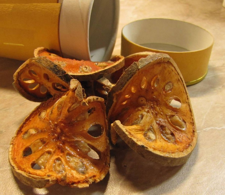 Айва дерево с зелеными плодами