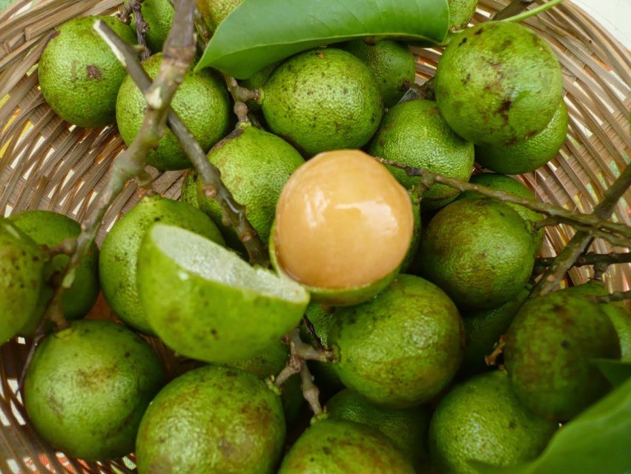 Баиль древесное яблоко