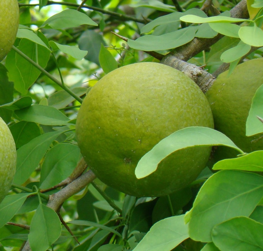 Дерево Баэль