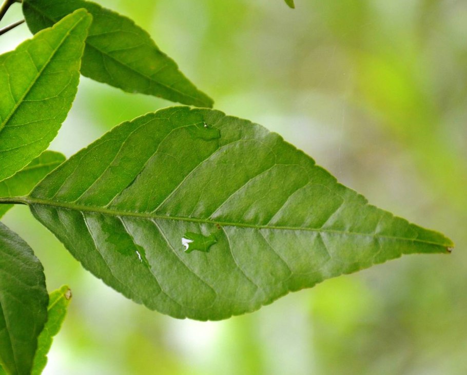 Баиль древесное яблоко