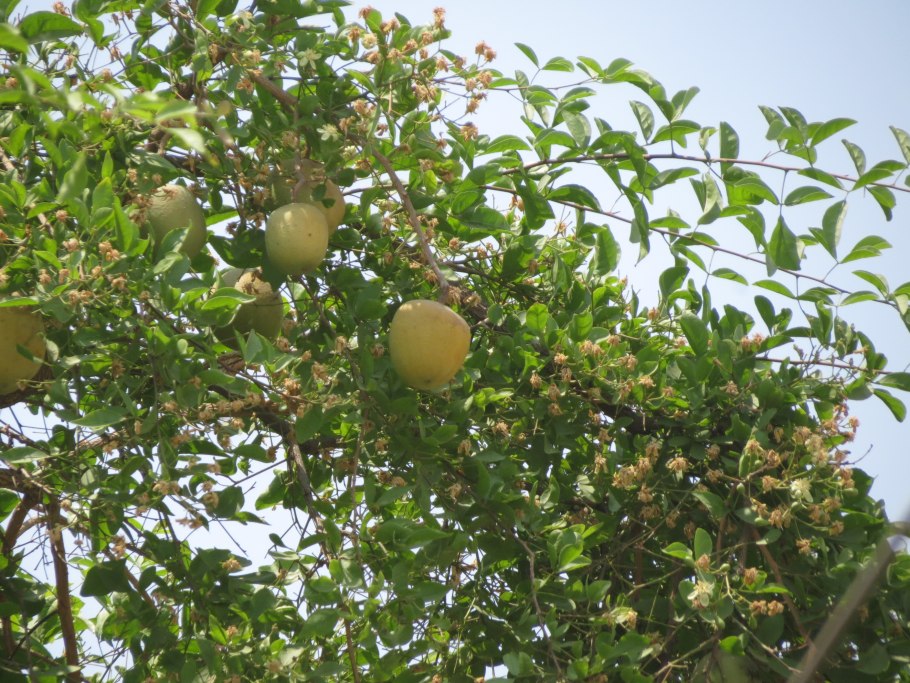 Aegle Marmelos