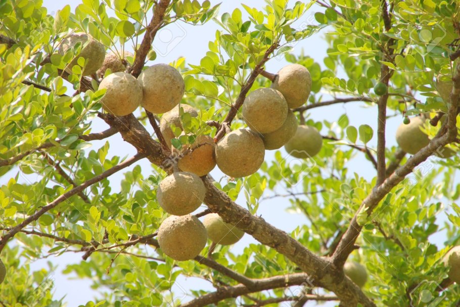 Баиль дерево