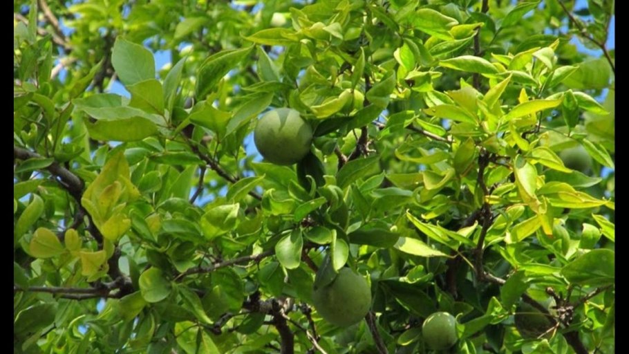 Дерево Баэль