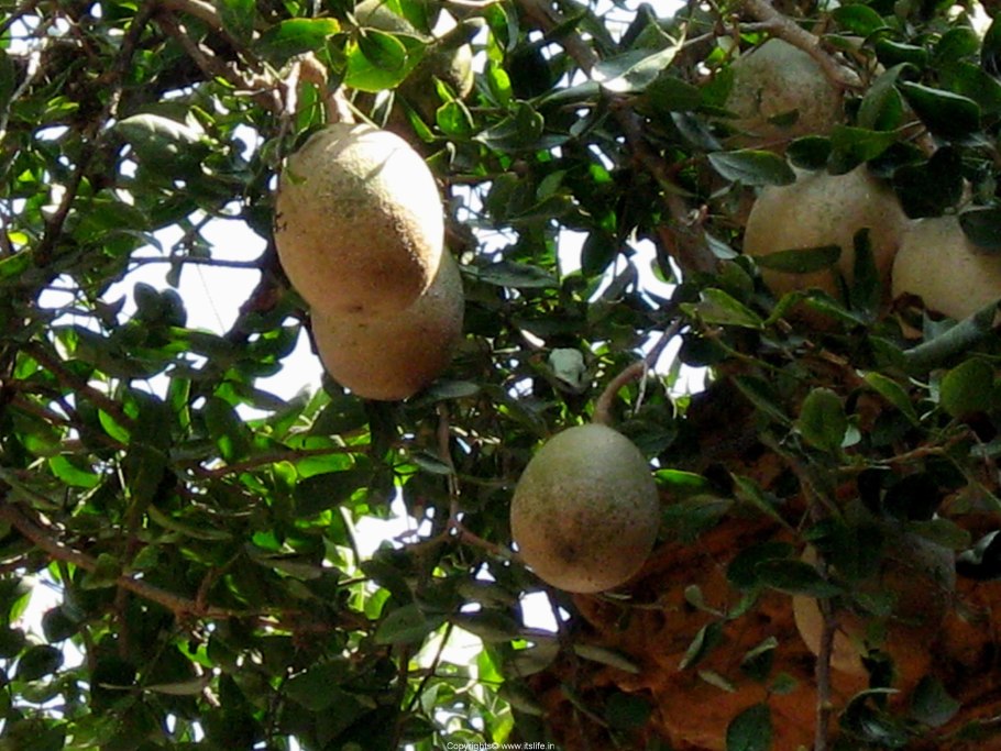 Мамончилло, лайм испанский