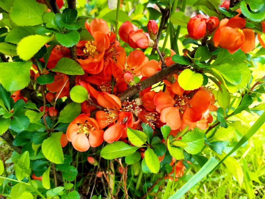 Каменное яблоко Баиль