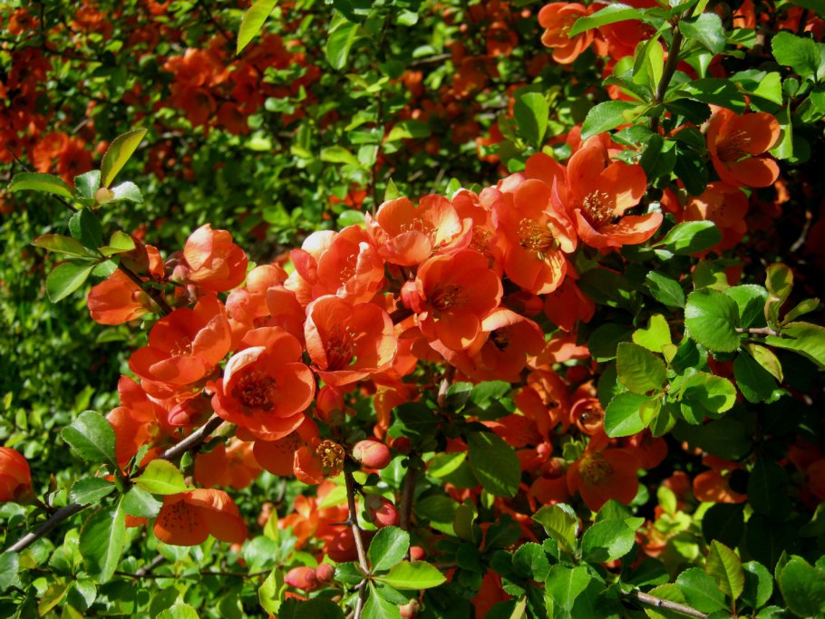 Хеномелес маулея куст