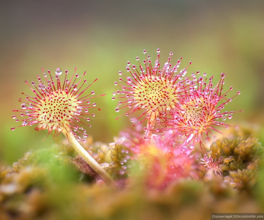 Росянка шпательная