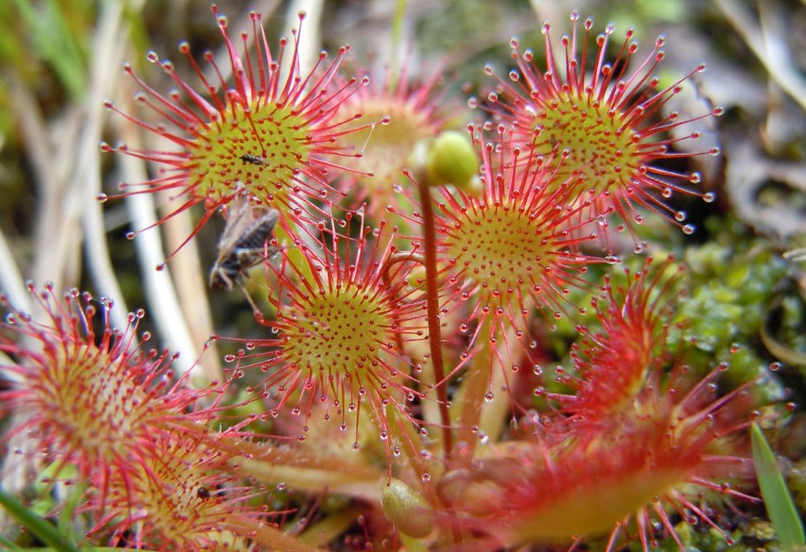 Блаженство Макросъемка