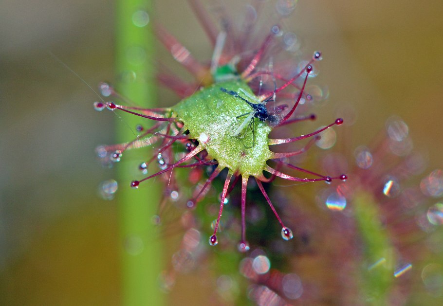 Росянка Алисия