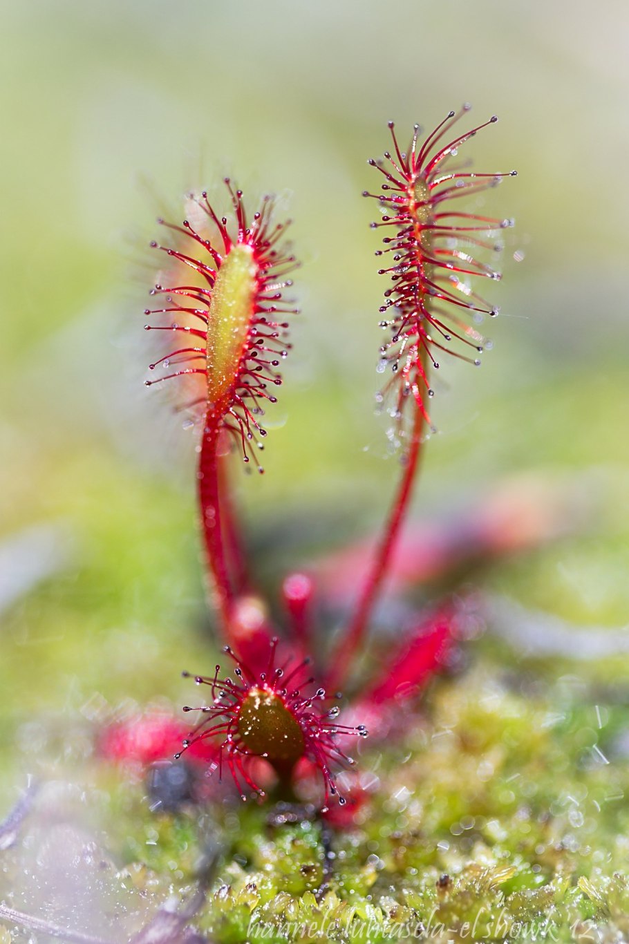 Росянка рораймская