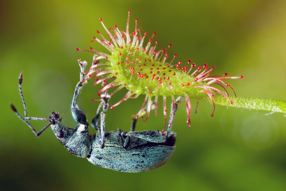 Росянка гигантская австралийская