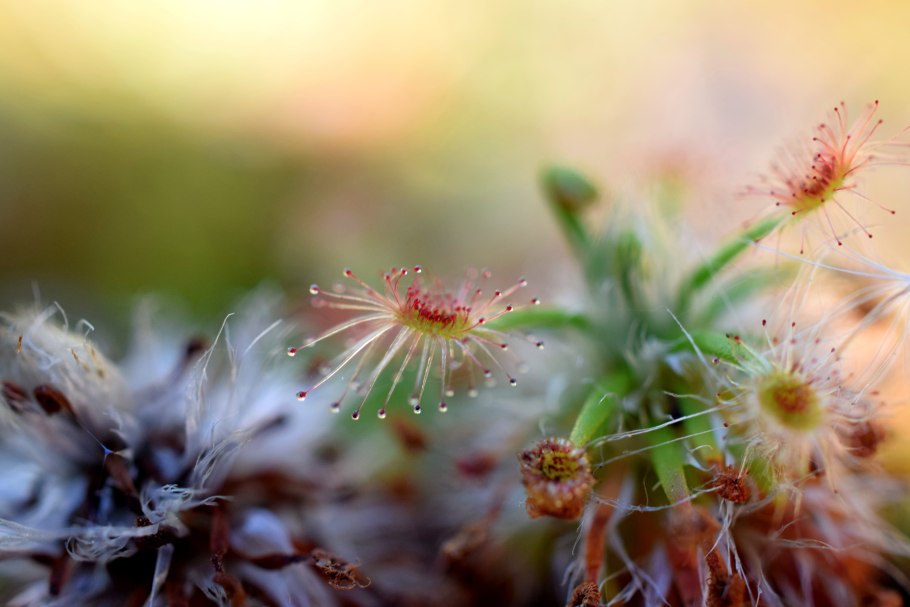 Росянка madagascariensis
