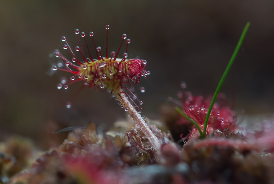Росянка длиннолистная