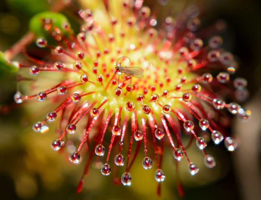 Хищный Кактус