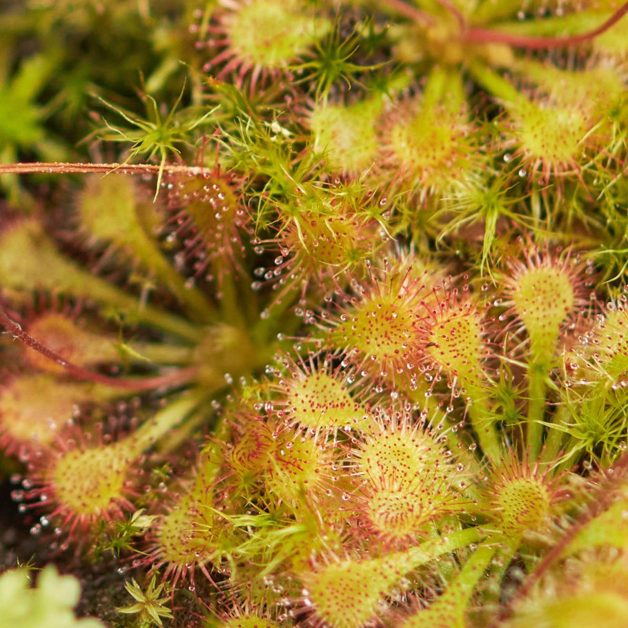Росянка Капская Drosera capensis