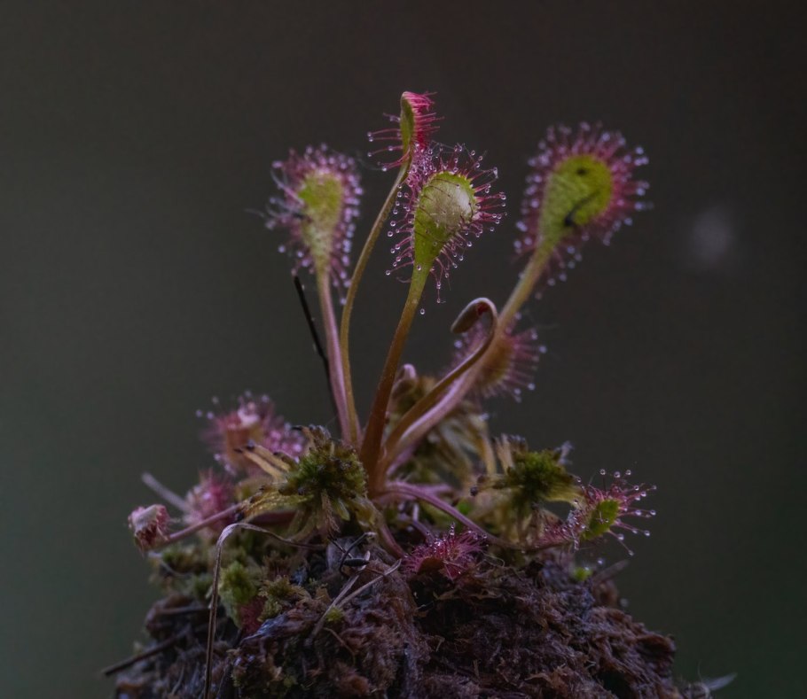 Росянка майнкрафт