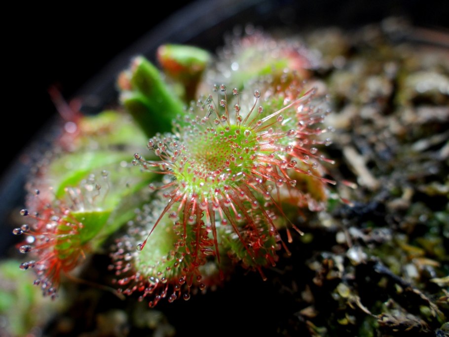 Росянка круглолистная (Drosera rotundifolia)