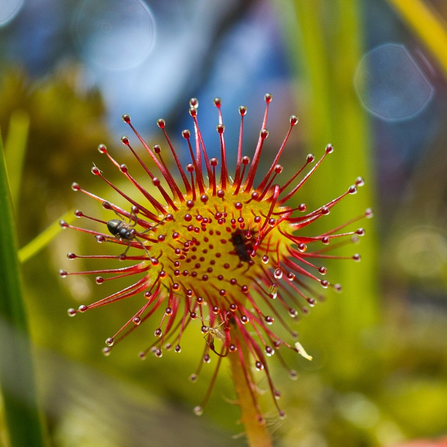 Росянка длиннолистная