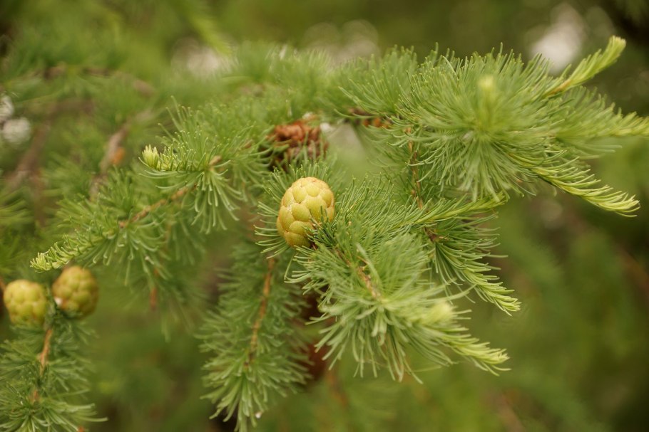 Лиственница Даурская