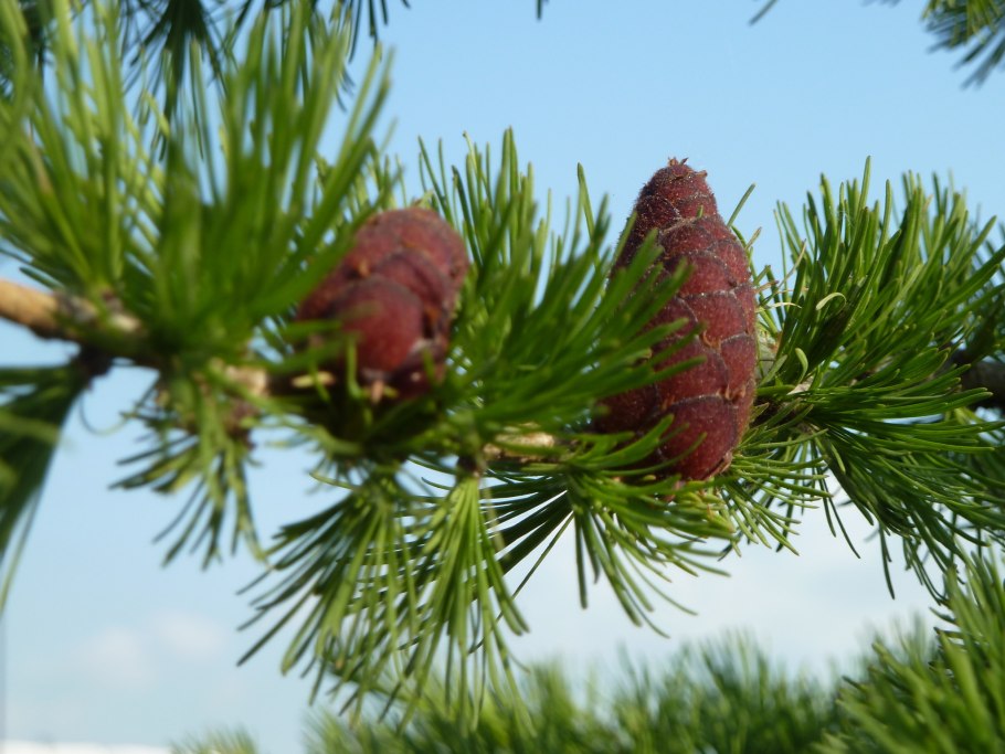 Лиственница Чекановского