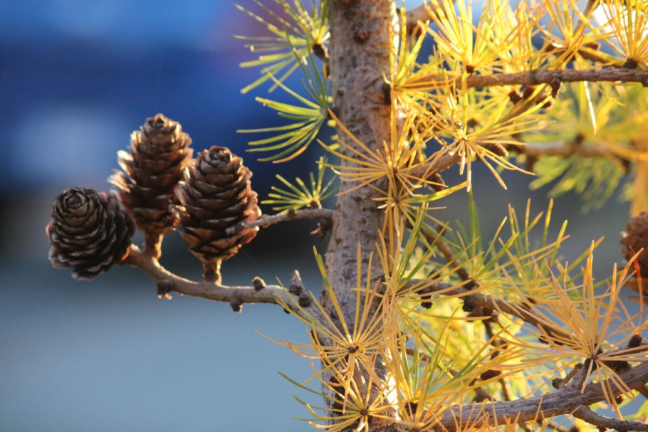 Цветение лиственницы фото