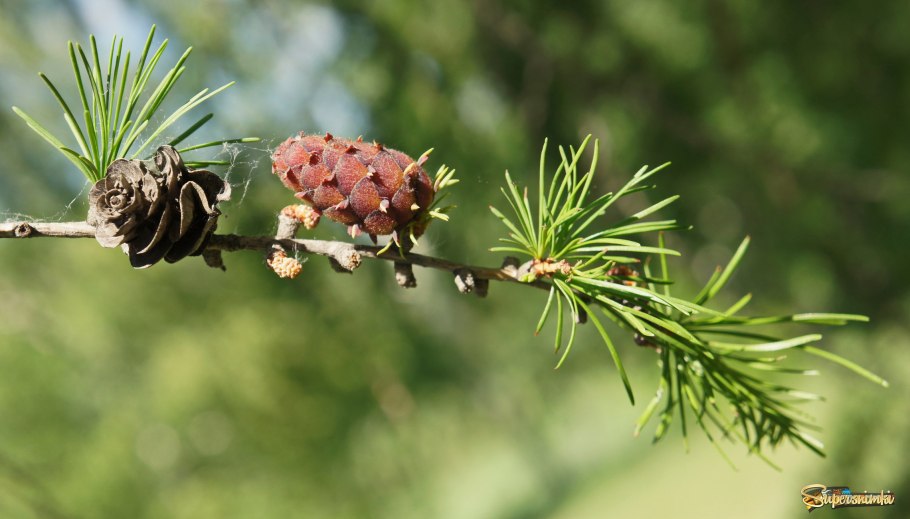 Лиственница Сукачева
